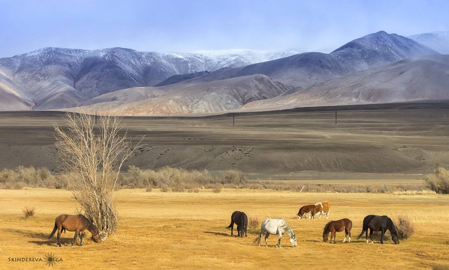 , Скиндерева Ольга