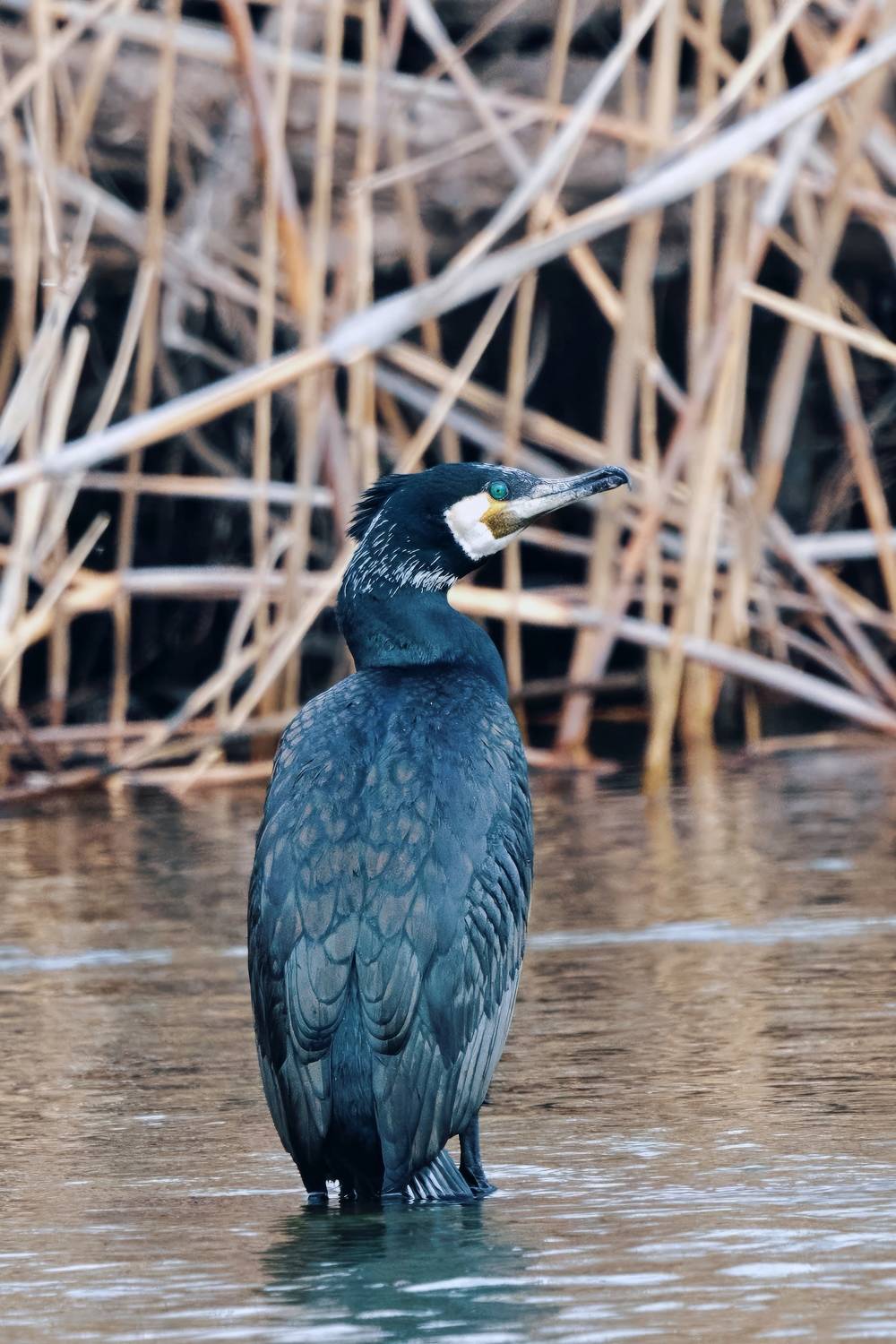 , Александр Шандов
