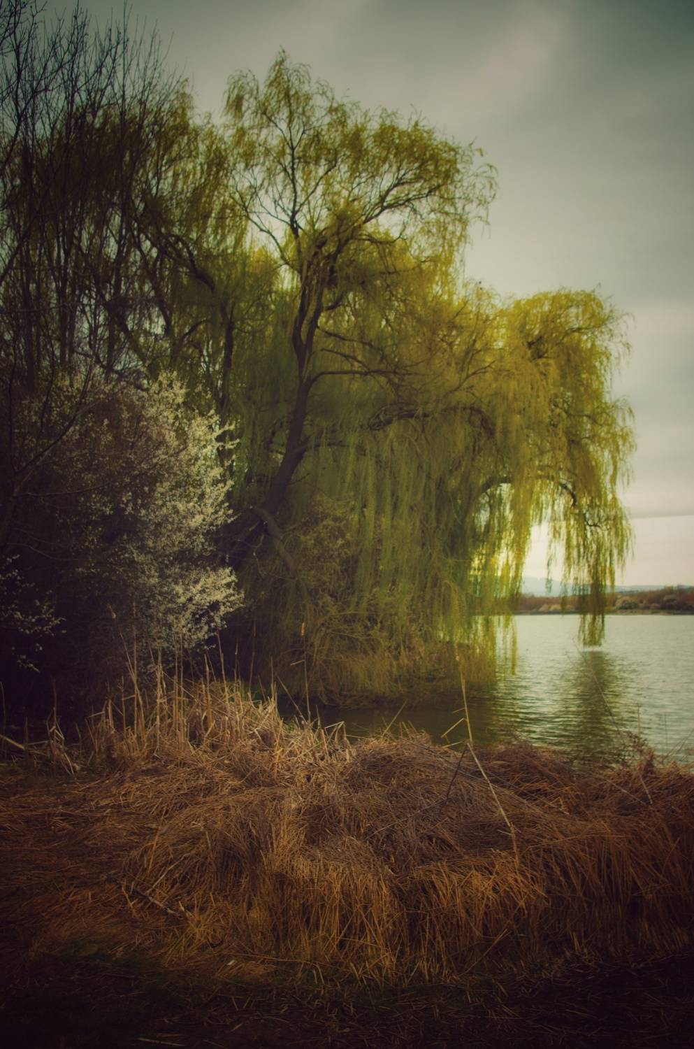 , Николов Андриян