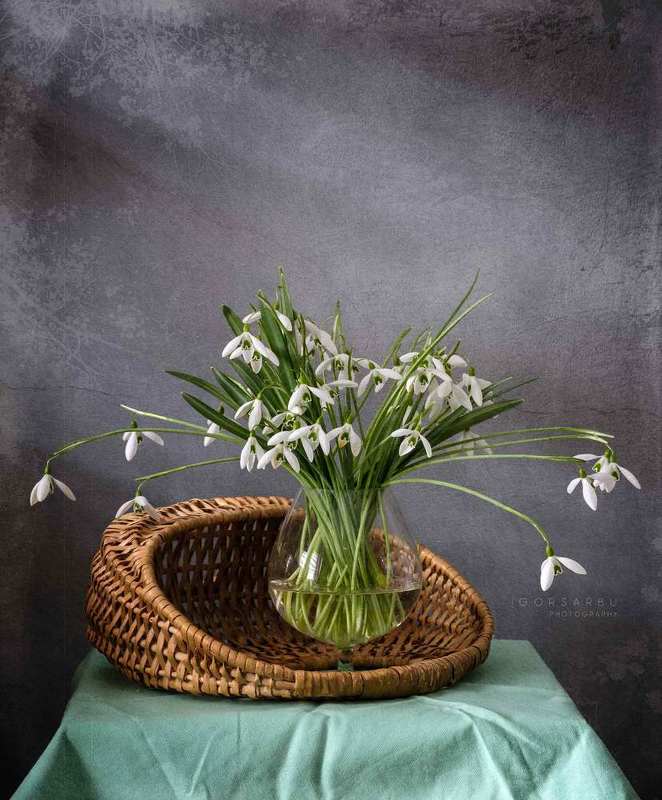 Snowdrops 1 фото превью