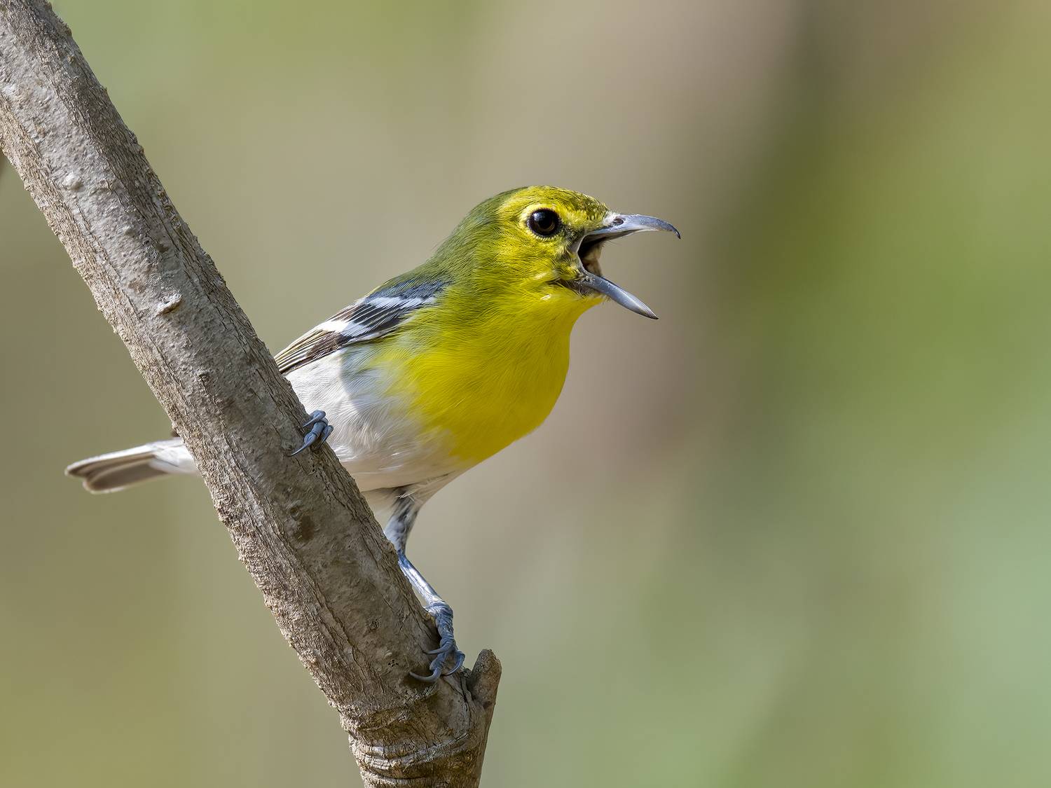 , Burgalin Sequeira Fernando