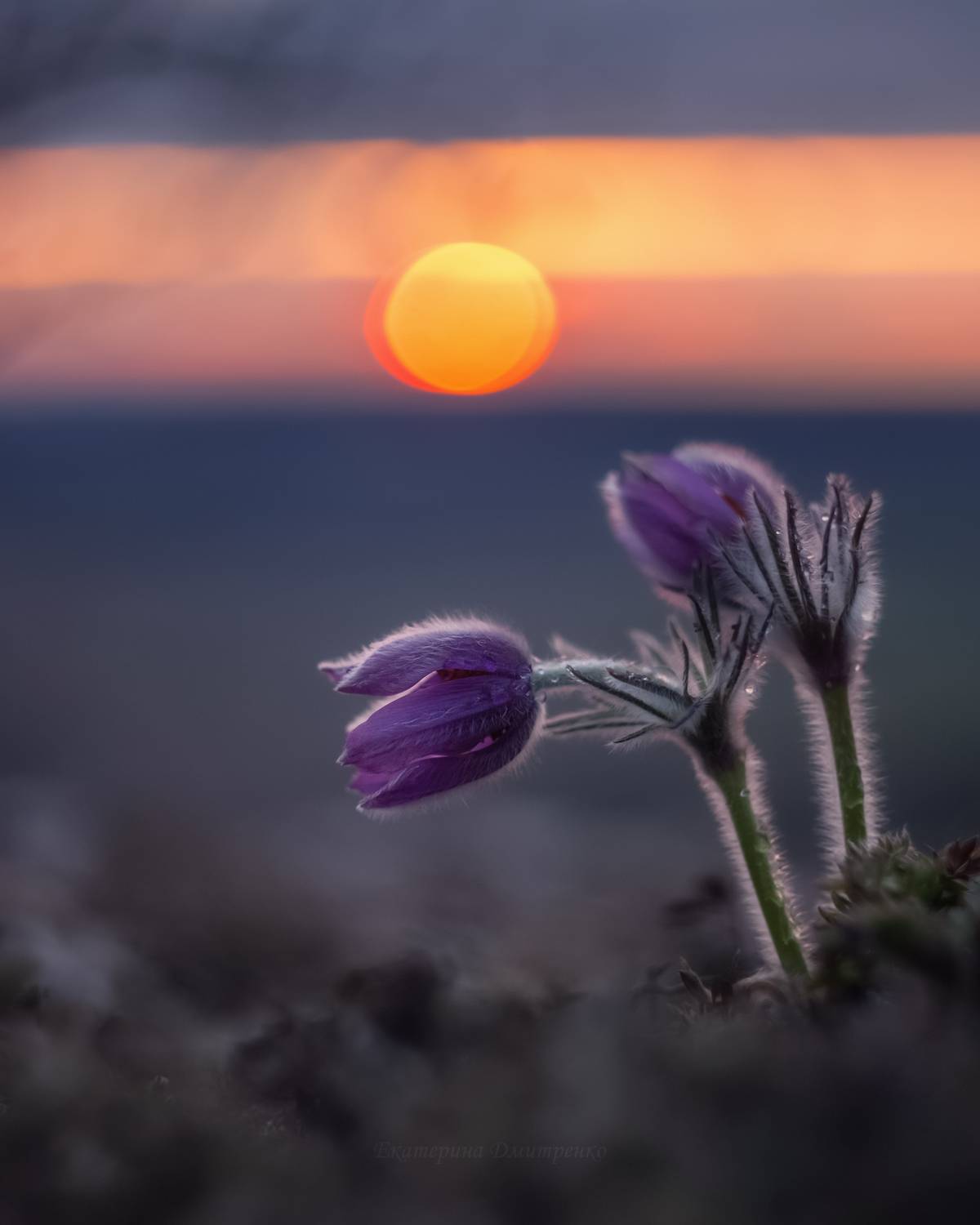 крым, сон-трава, цветы, весна, прострел, закат, макро, севастополь, Дмитренко Екатерина