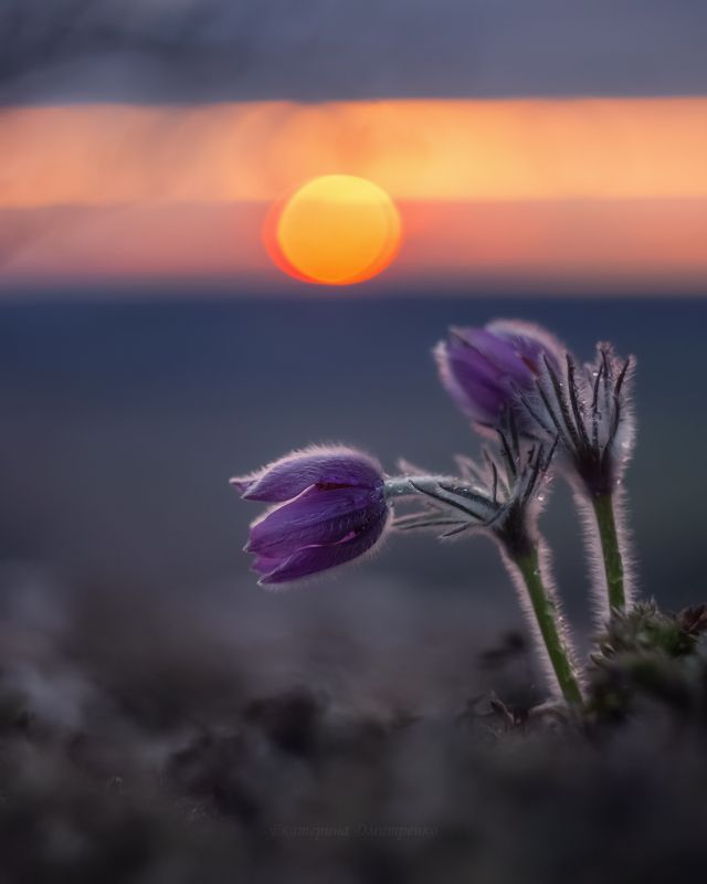 Сон-трава на закате фото превью