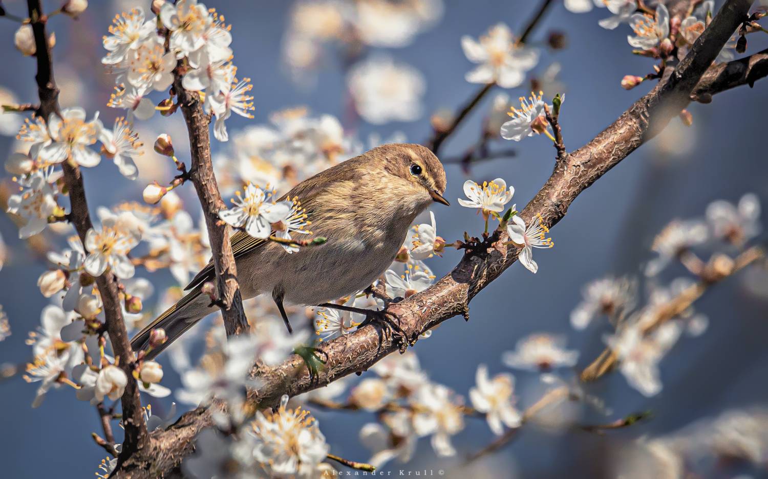 пеночка, теньковка, пеночка-теньковка, phylloscopus collybita, Круль Александр