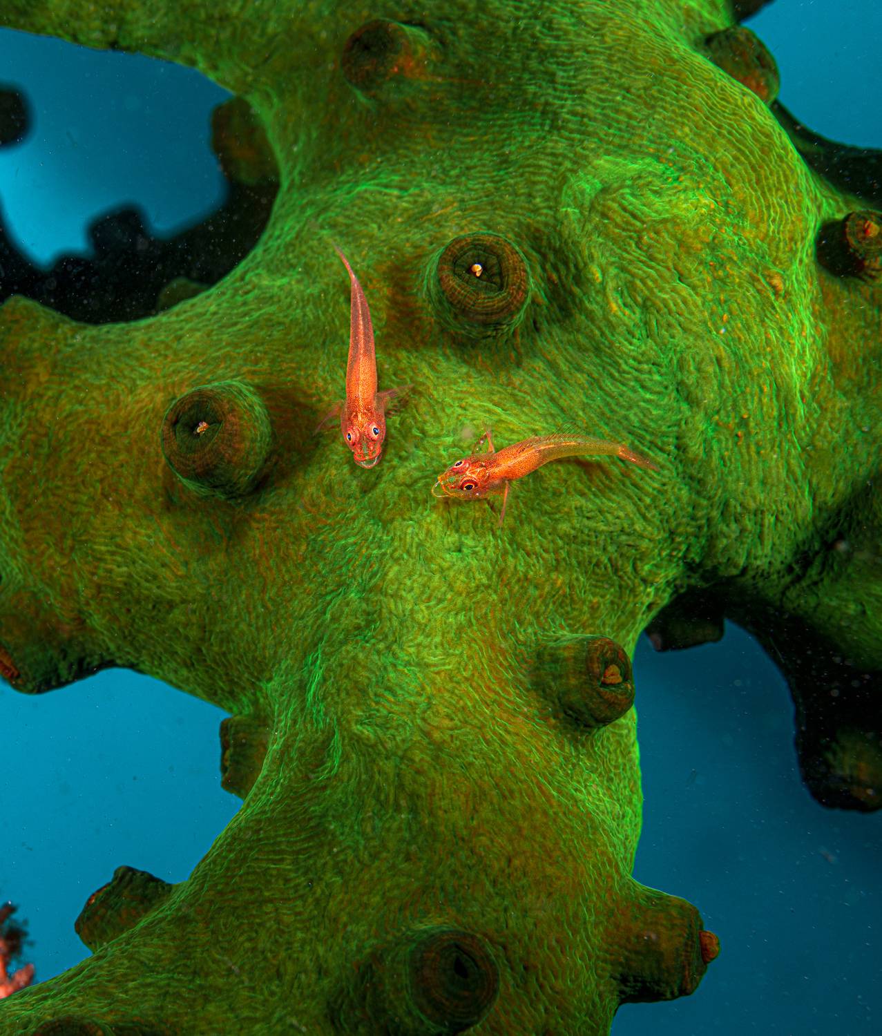 , Савин Андрей