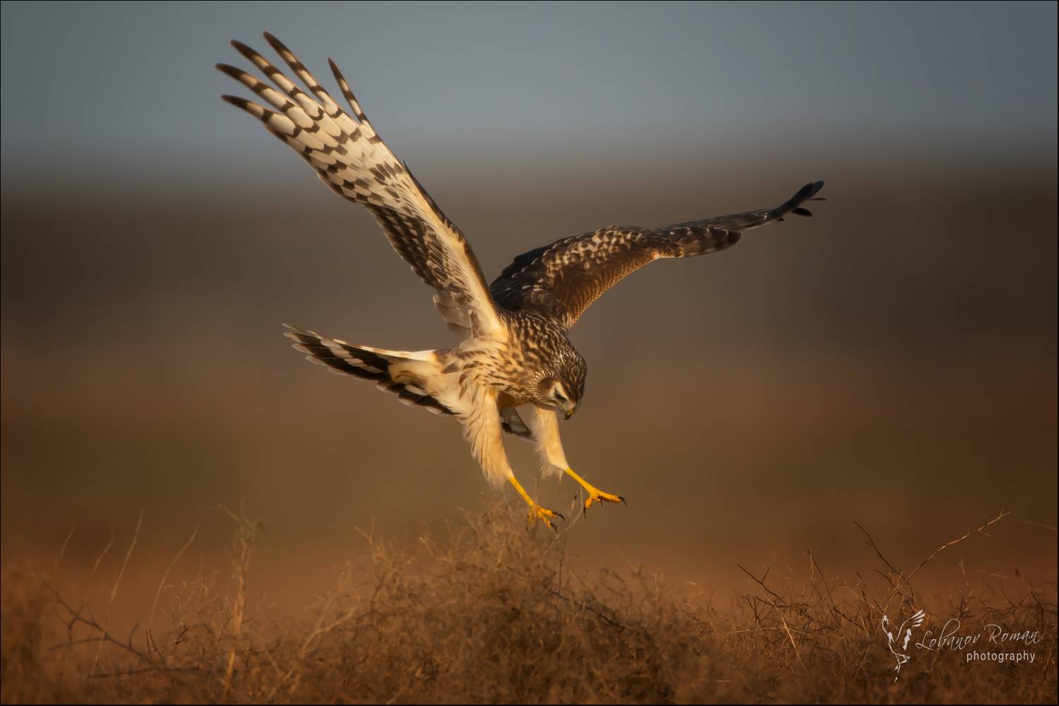 , Лобанов Роман
