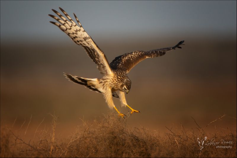 Атака фото превью