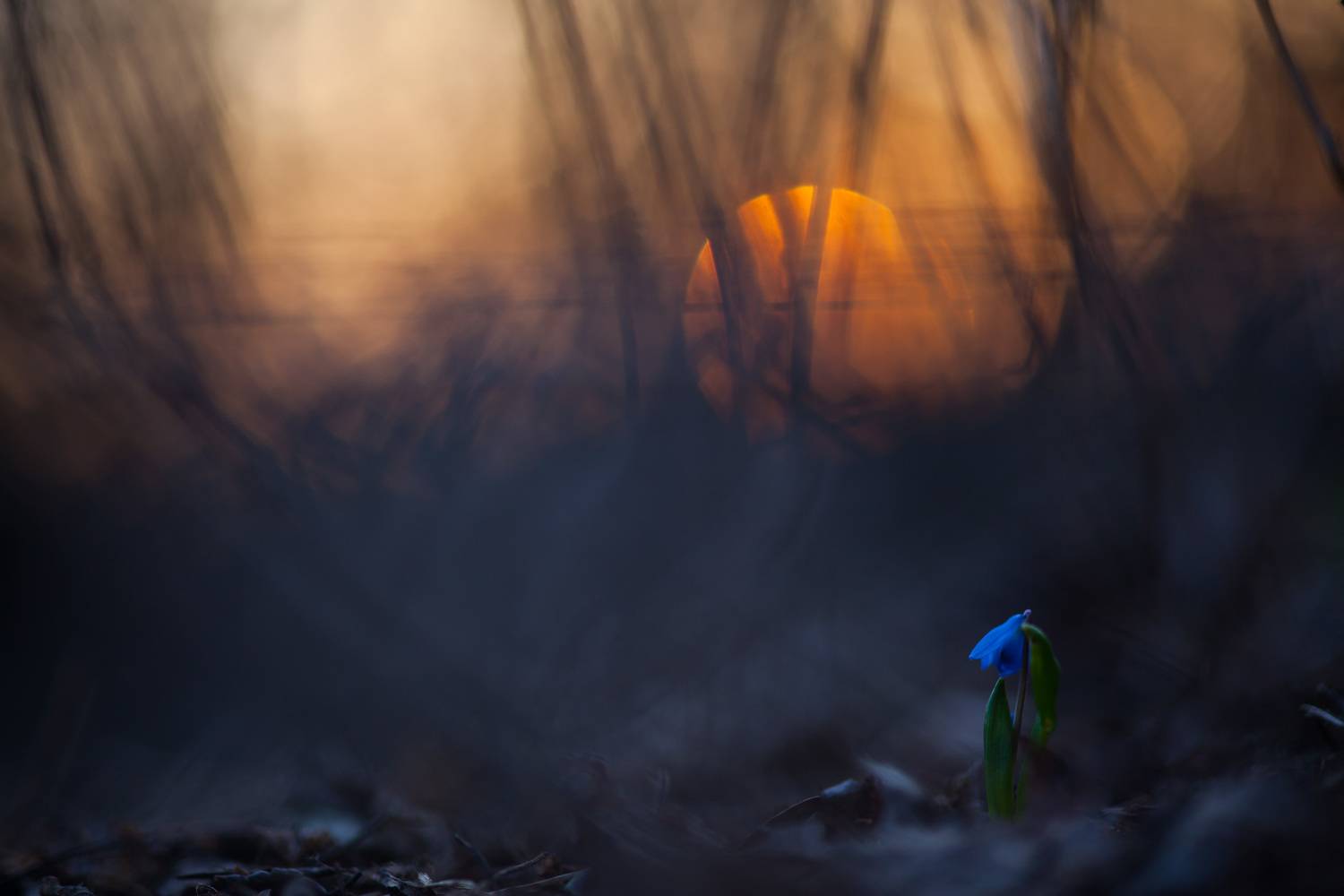 , Викулов Николай