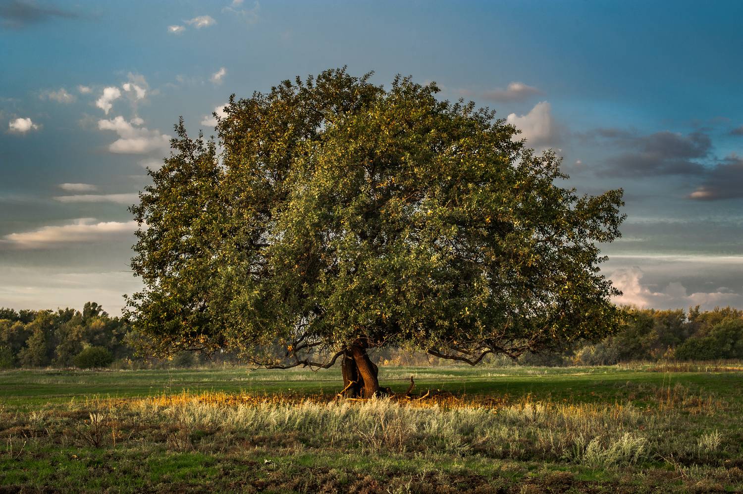 дуб, природа, осень, облака, пейзаж, Vasilev Roman