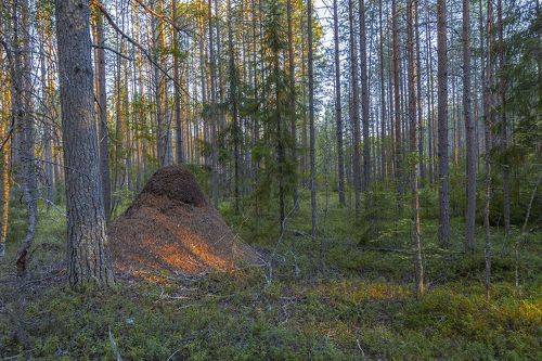В лесу.