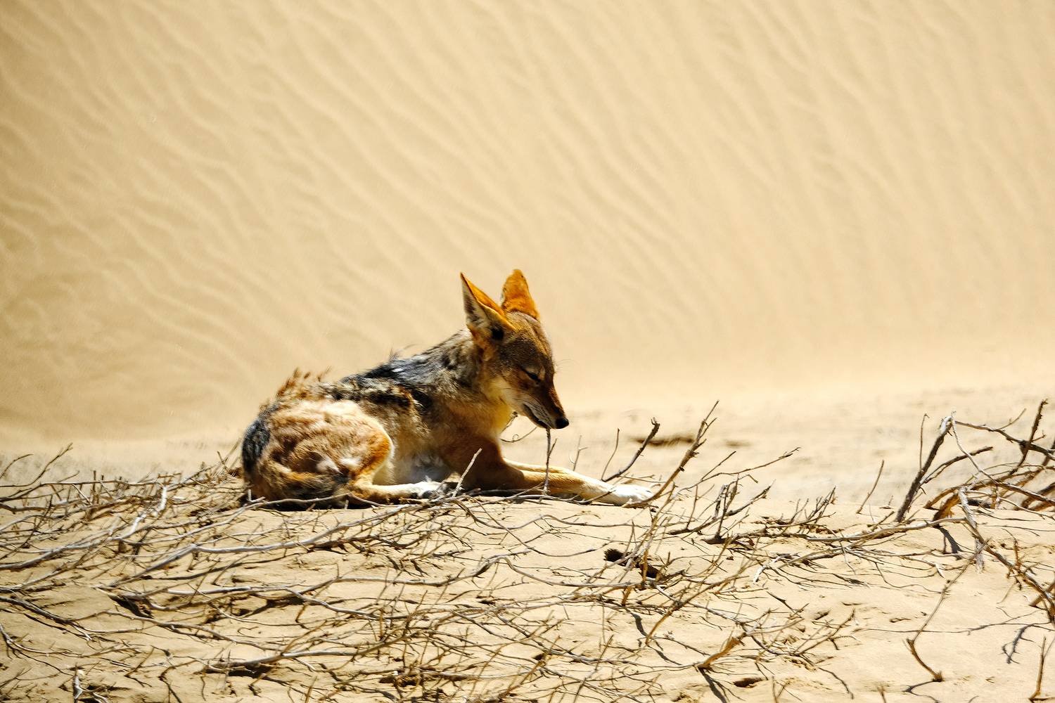 , Худзинская Ирина