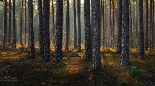 Springtime Magic in the Woods