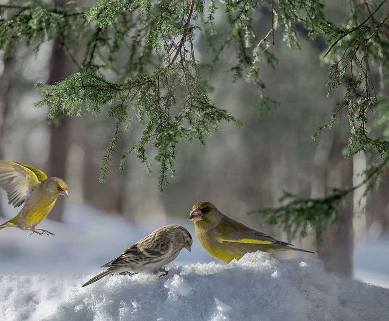 фото превью