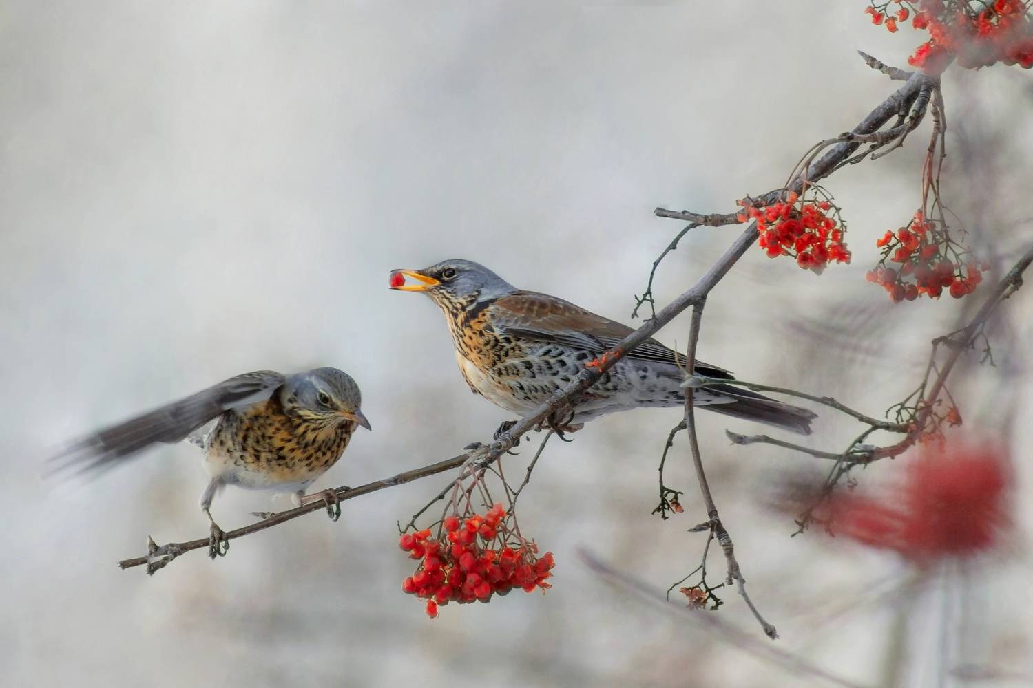 дрозд-рябинник, Александр Канцур