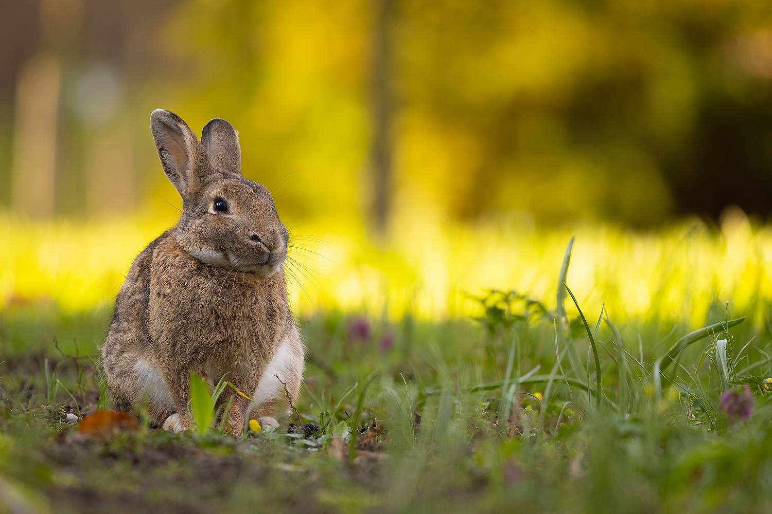 Rabbit. Автор: Adamec Robert , Adamec Robert