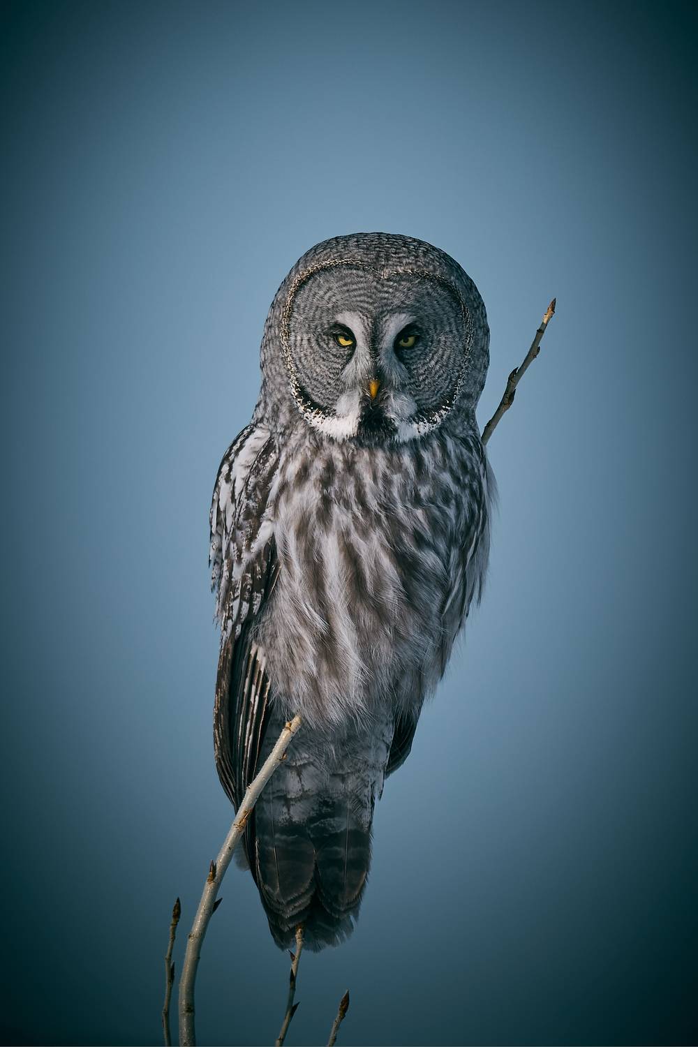 , Гильманов Артур