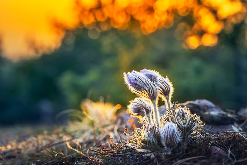 Sunny evening time фото превью