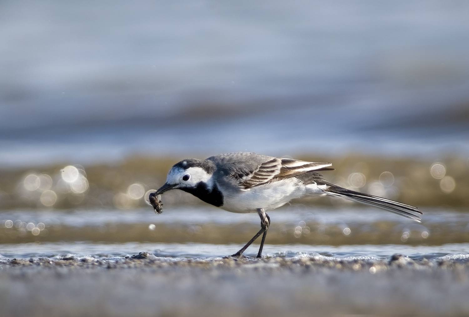 , Евгени Стефанов