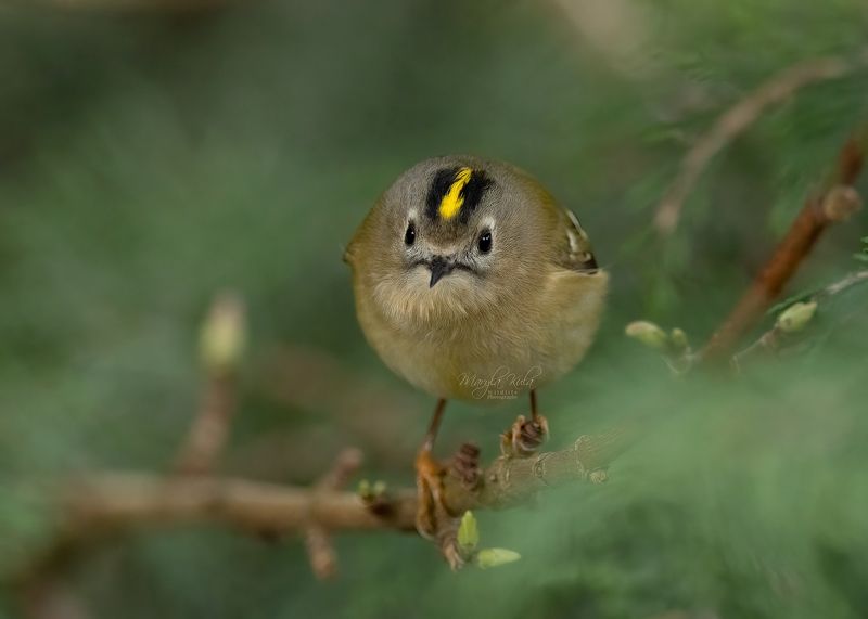 goldcrest, bird, nature, wildlife, canon Goldcrest фото превью