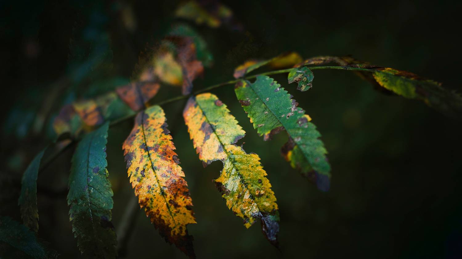 листья, Валерий Вождаев