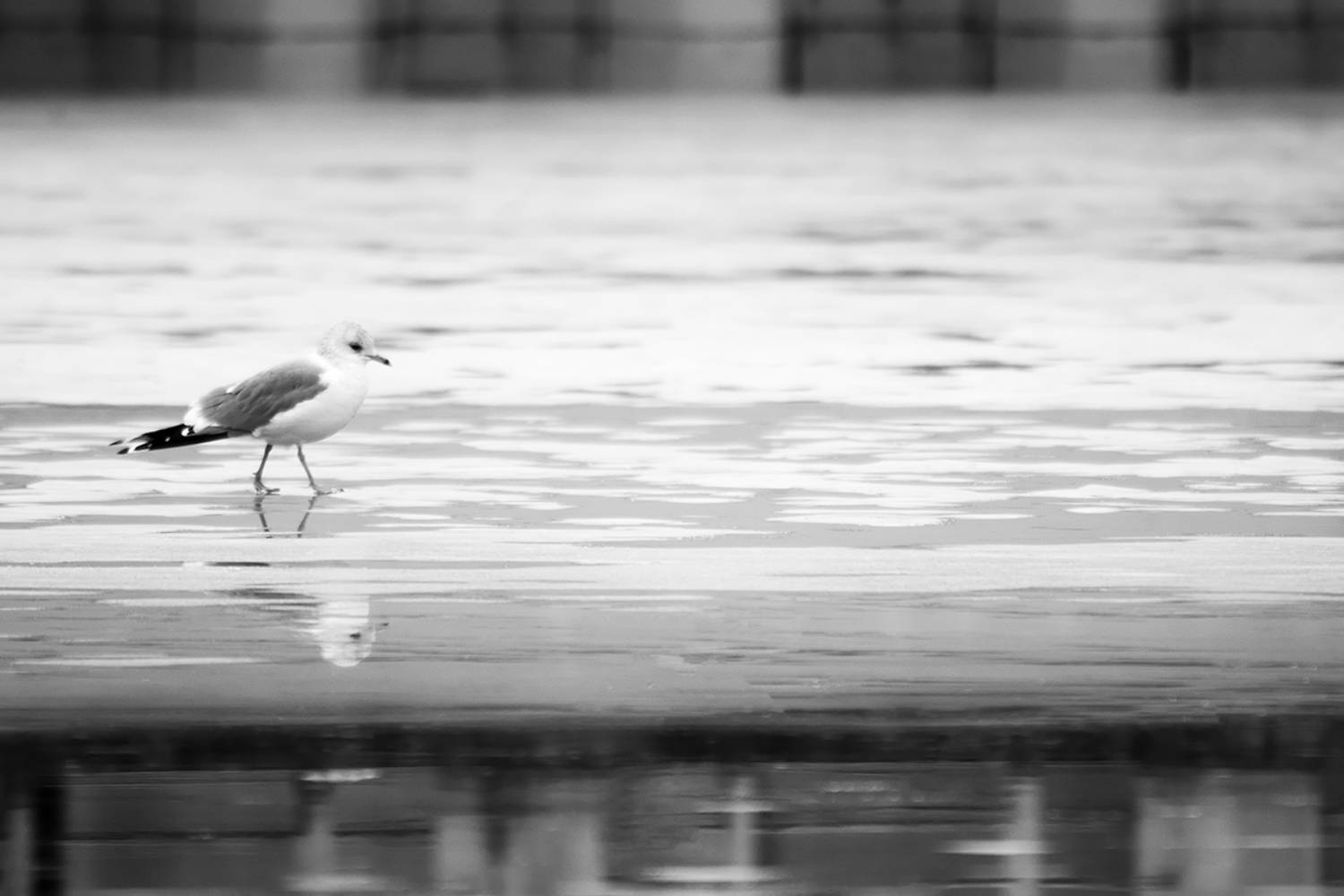 птица, чайка, bird, seagull, Хилько Марина