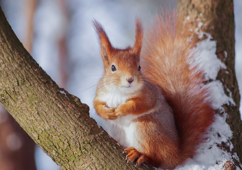 Белка фото превью