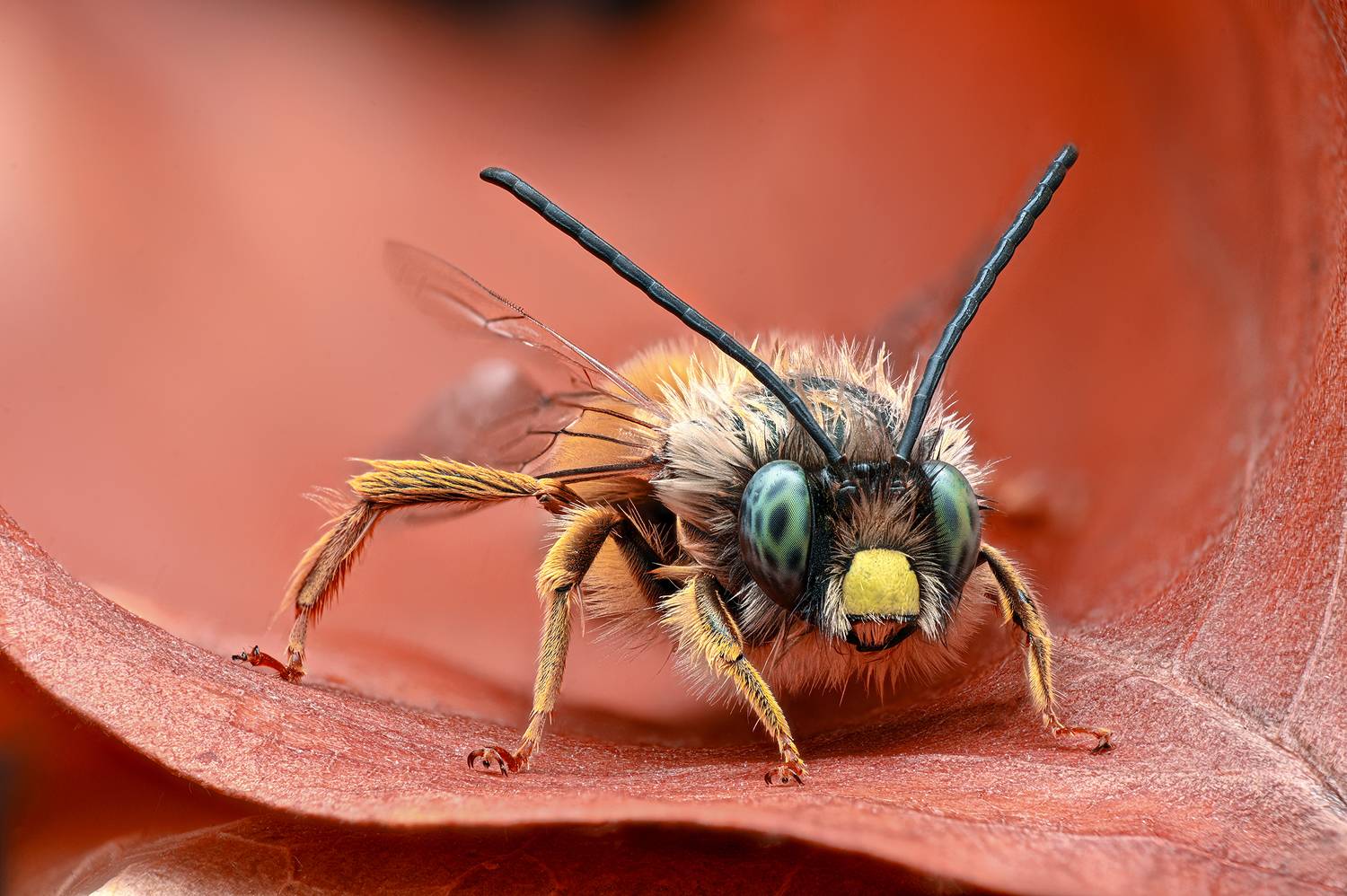 ceclii, macro, Цветан Ганев