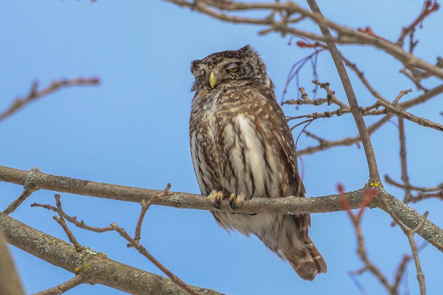 , Grigoriy Bornyakov