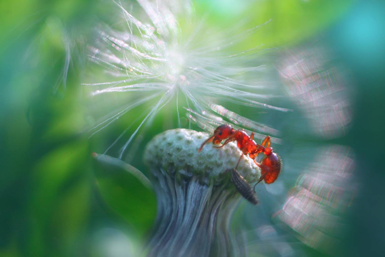 лето, одуванчики, муравей, рыжая мирмика, Алёна Сурнина