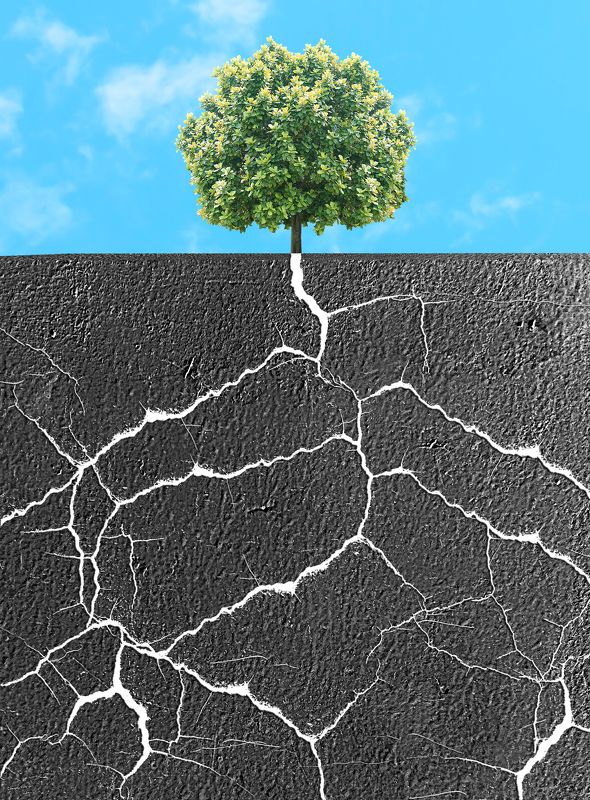 Life finds its way фото превью