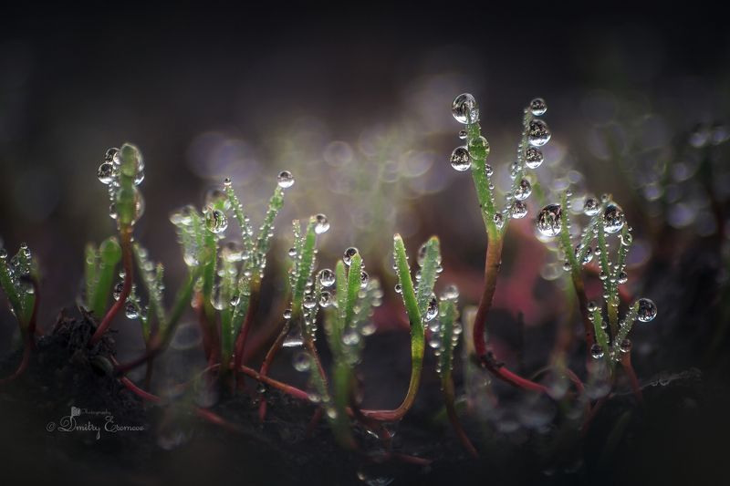 Поросль в бриллиантах... фото превью