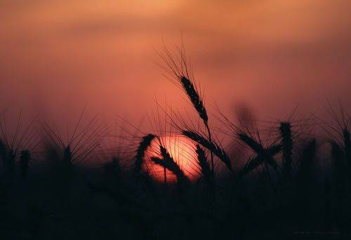 Рожь и солнце