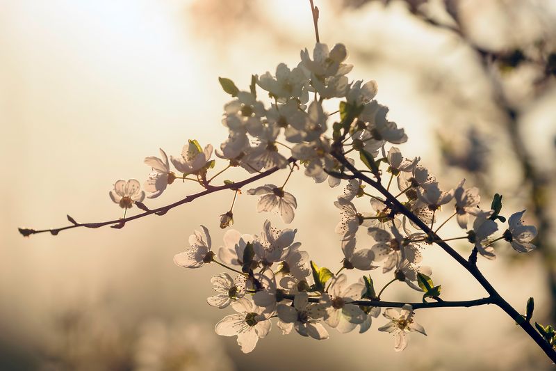 Spring time фото превью