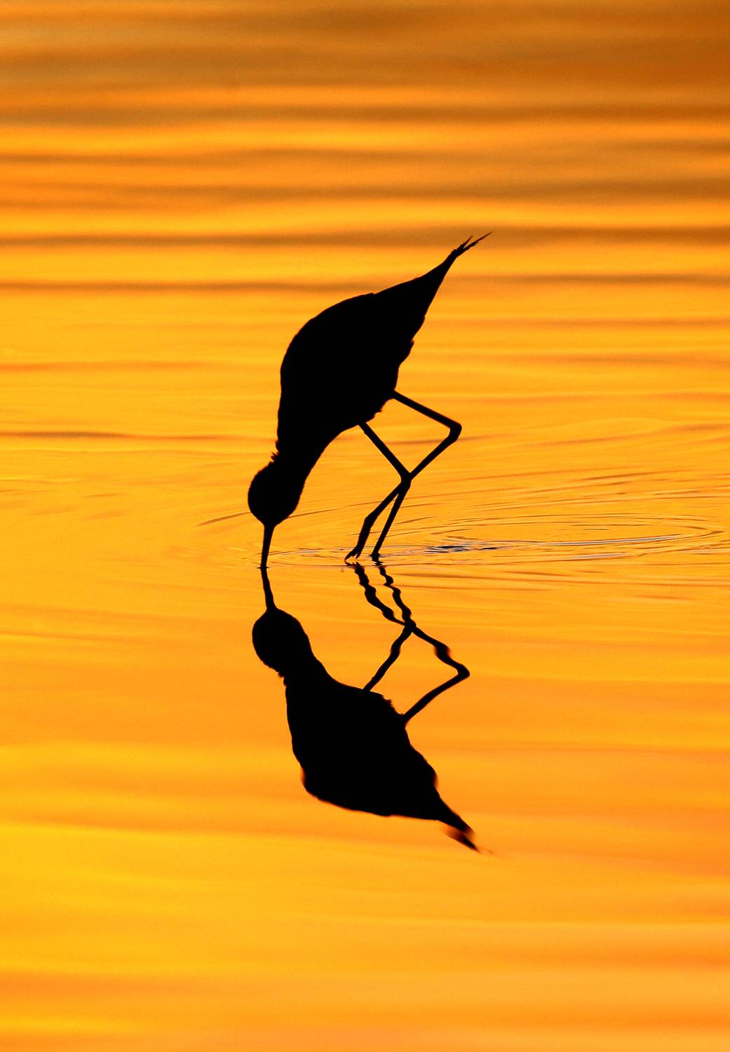 , Гудков Андрей