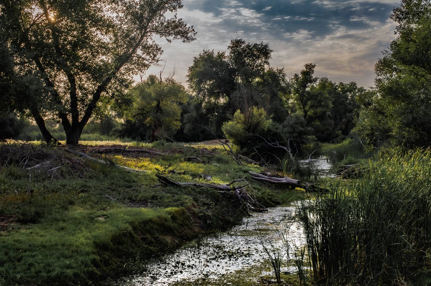 ерик, протока, пейзаж, природа, лес, Vasilev Roman