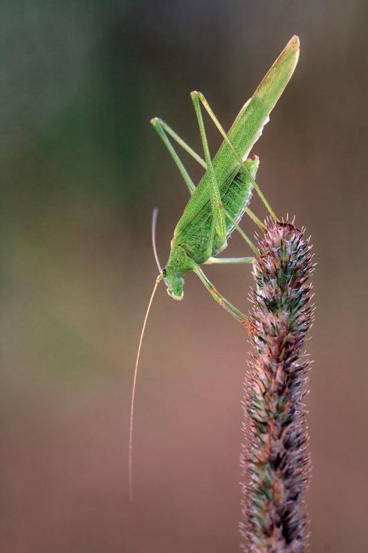 Пластинокрыл фото превью