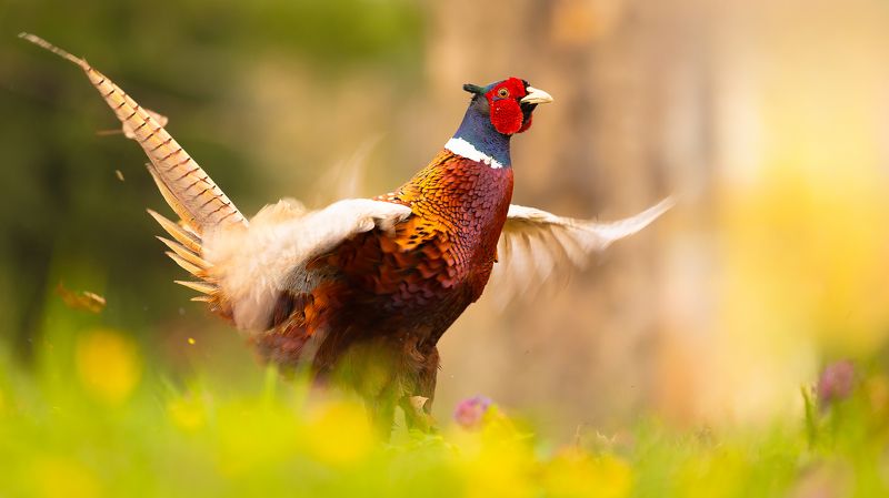 Pheasant фото превью