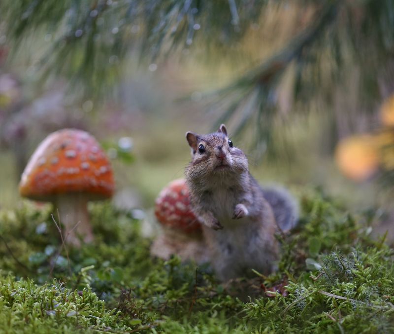 нерюнгри, бурундук, якутия, дикие_животные, женялевина, евгениялевина, животныеякутии, бурундукиибелкилевиной Съедобное-несъедобное? фото превью