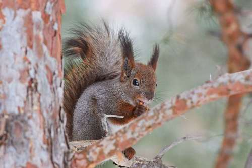 Sciurus vulgaris
