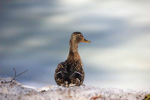 Уходящая натура