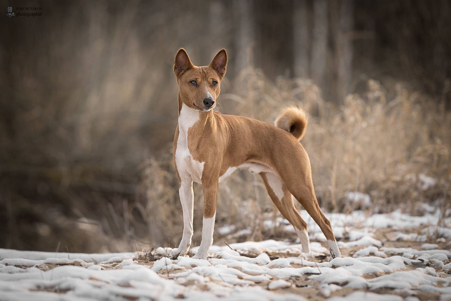 , Юрий Бутаков