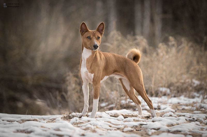 Платон фото превью