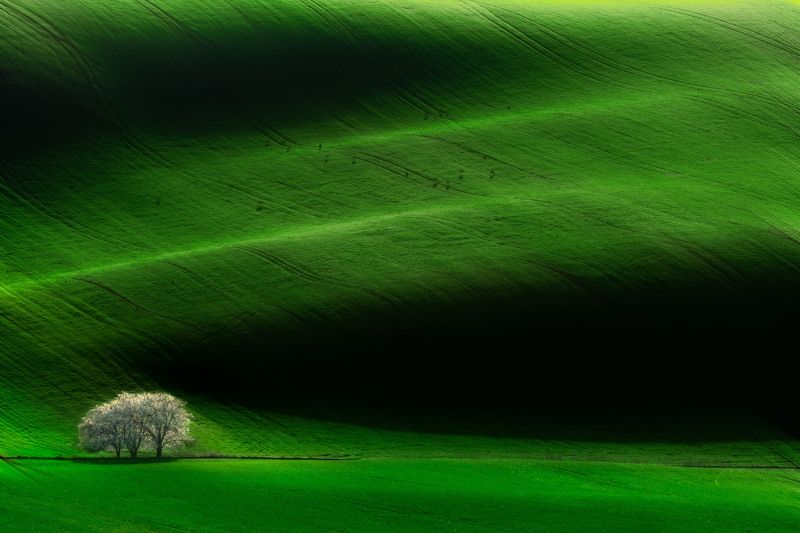 spring, moravia, sony, bloom, trees, czech, bohemia, field, tuscany, green, grass Moravian brides on green velvet фото превью