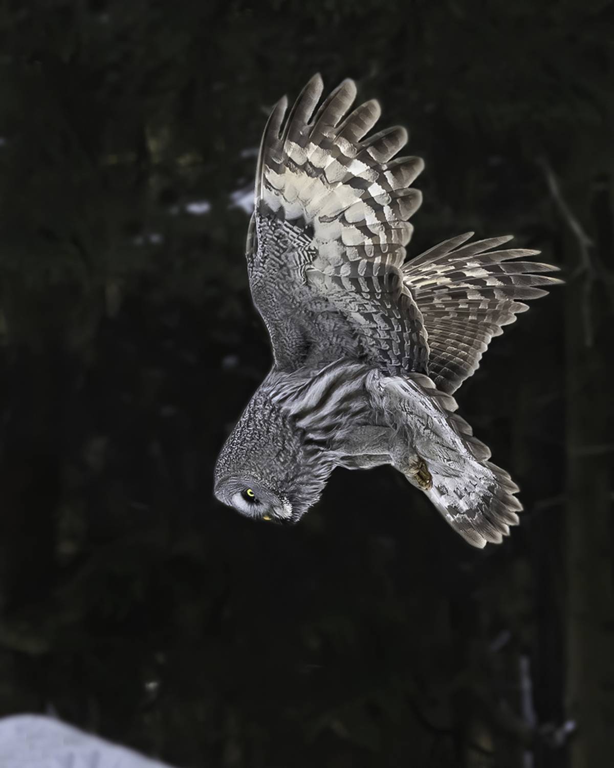 птица, неясыть, зависание, снег, лес, Сытина Наталия