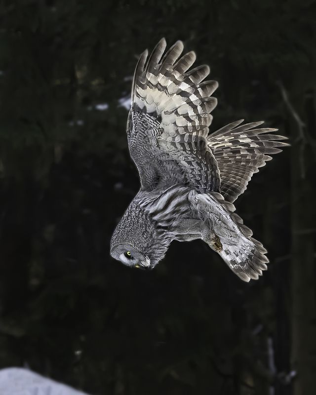 птица, неясыть, зависание, снег, лес Зависание фото превью