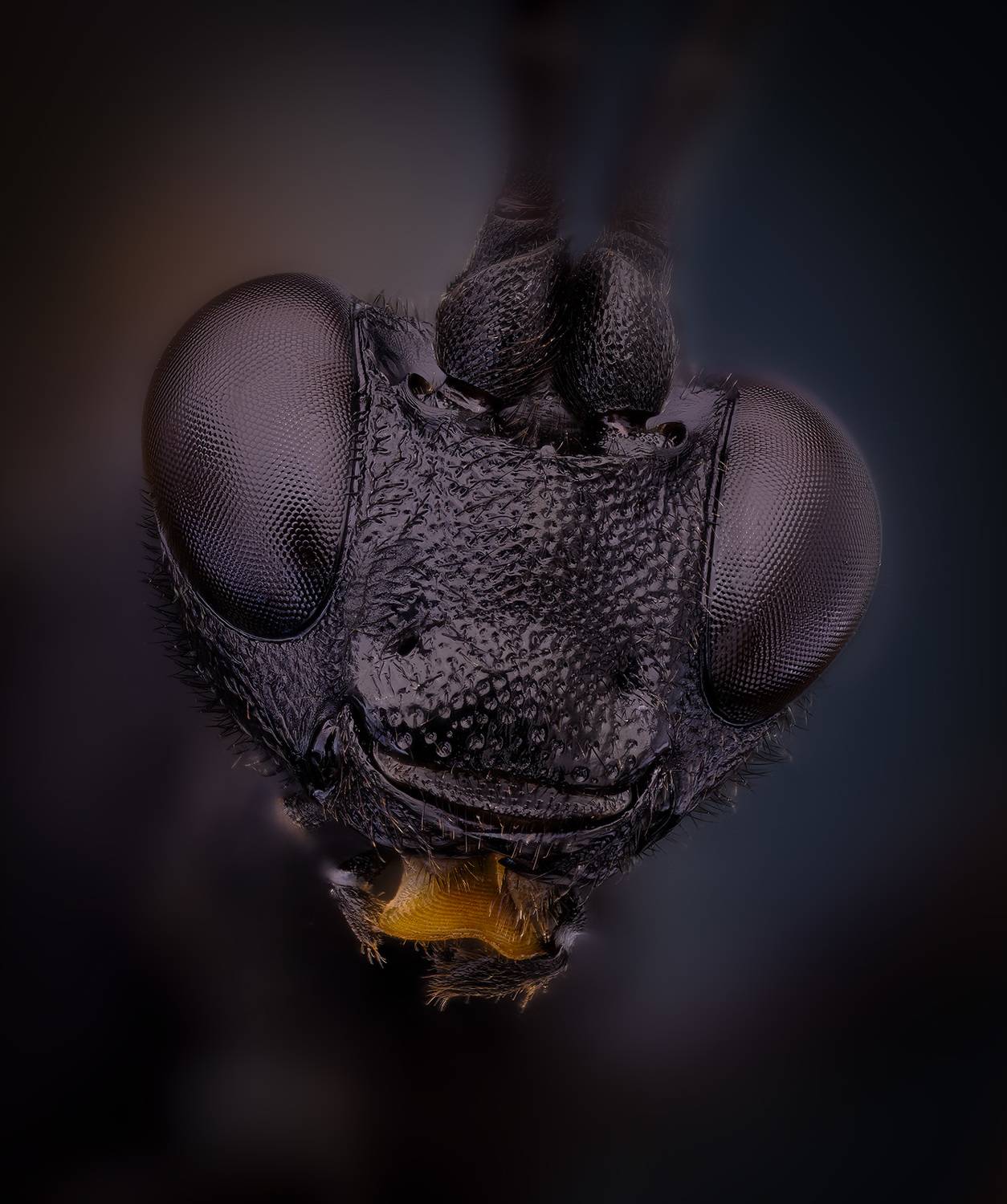 hymenoptera,  ichneumonidae,  ichneumonai, dusona sp.наездник, Kavaliauskas Eugenijus