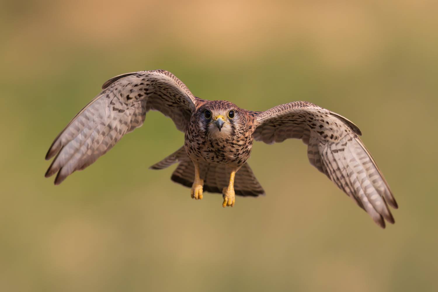 , Фруман Евгений