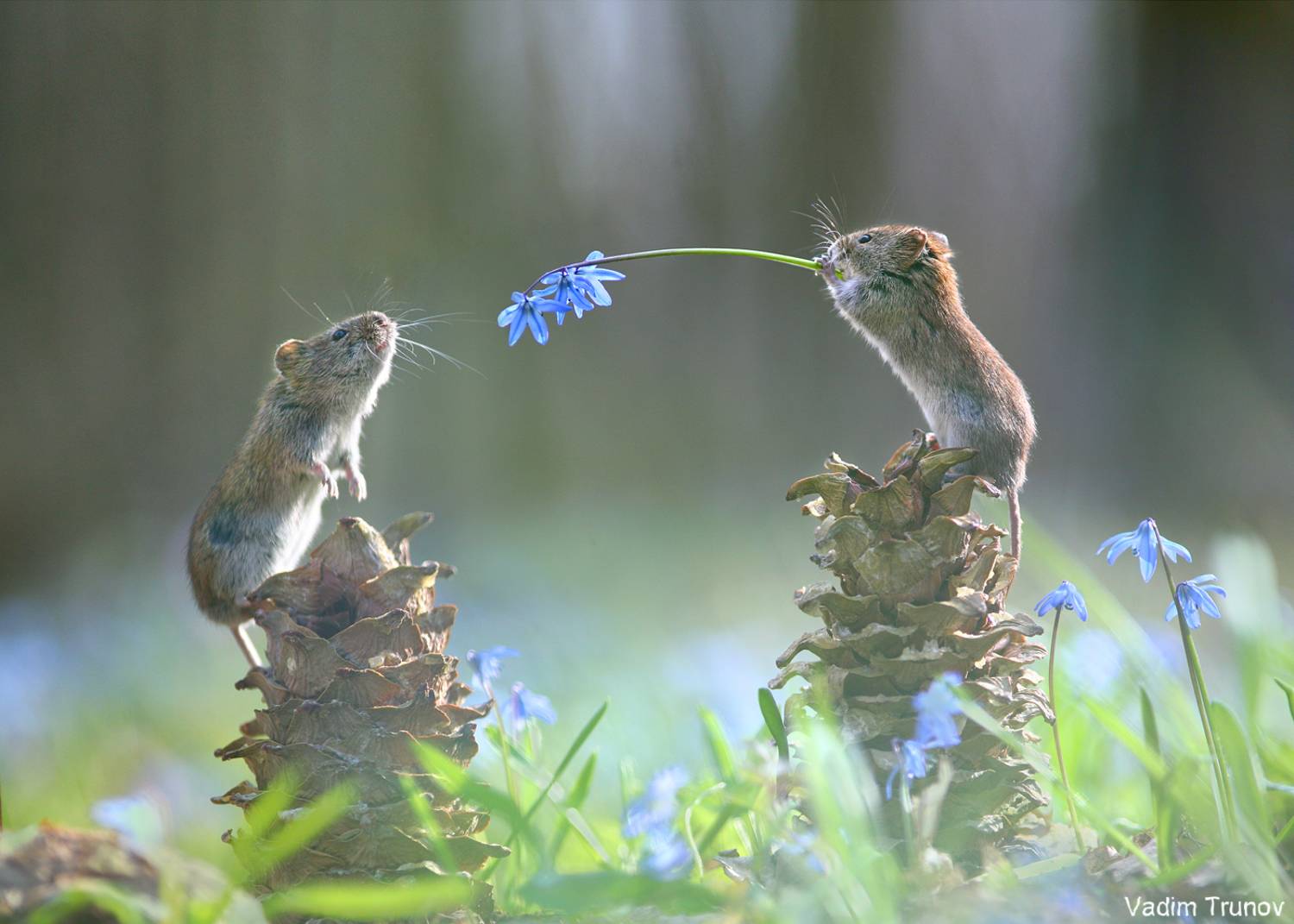 мышь, mouse, Вадим Трунов