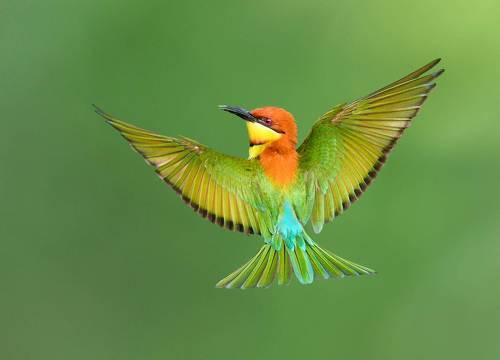 Flying beauty 
