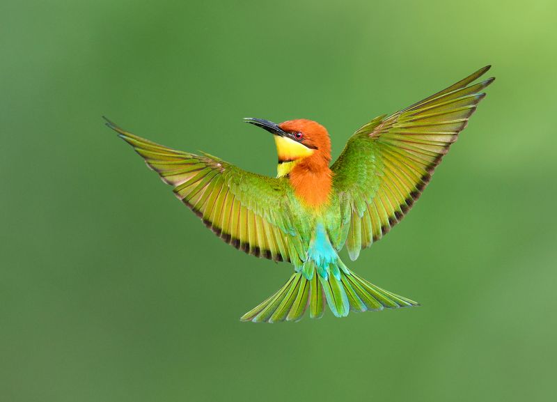 #Natural #Birds #Chestnut-headedbee-eater #SaveBird  Flying beauty  фото превью